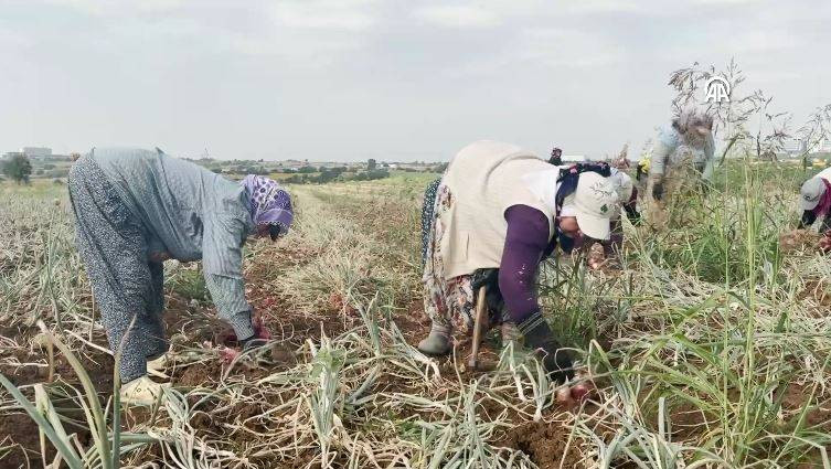 Hasadı başladı kilosu 30 TL. Şafak vakti toplanıyor Kansere kalkan oluyor - Resim: 8